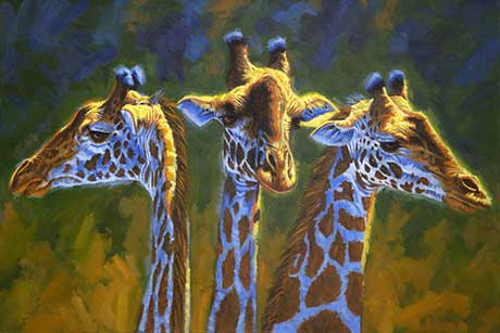 Giraffes.jpg